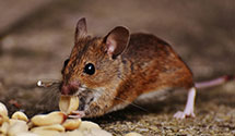 24 Hour & Emergency Exterminators in Artesia Camp, NM